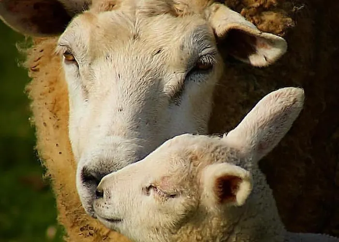 Boutique De Zwaluw De Koog (Texel)